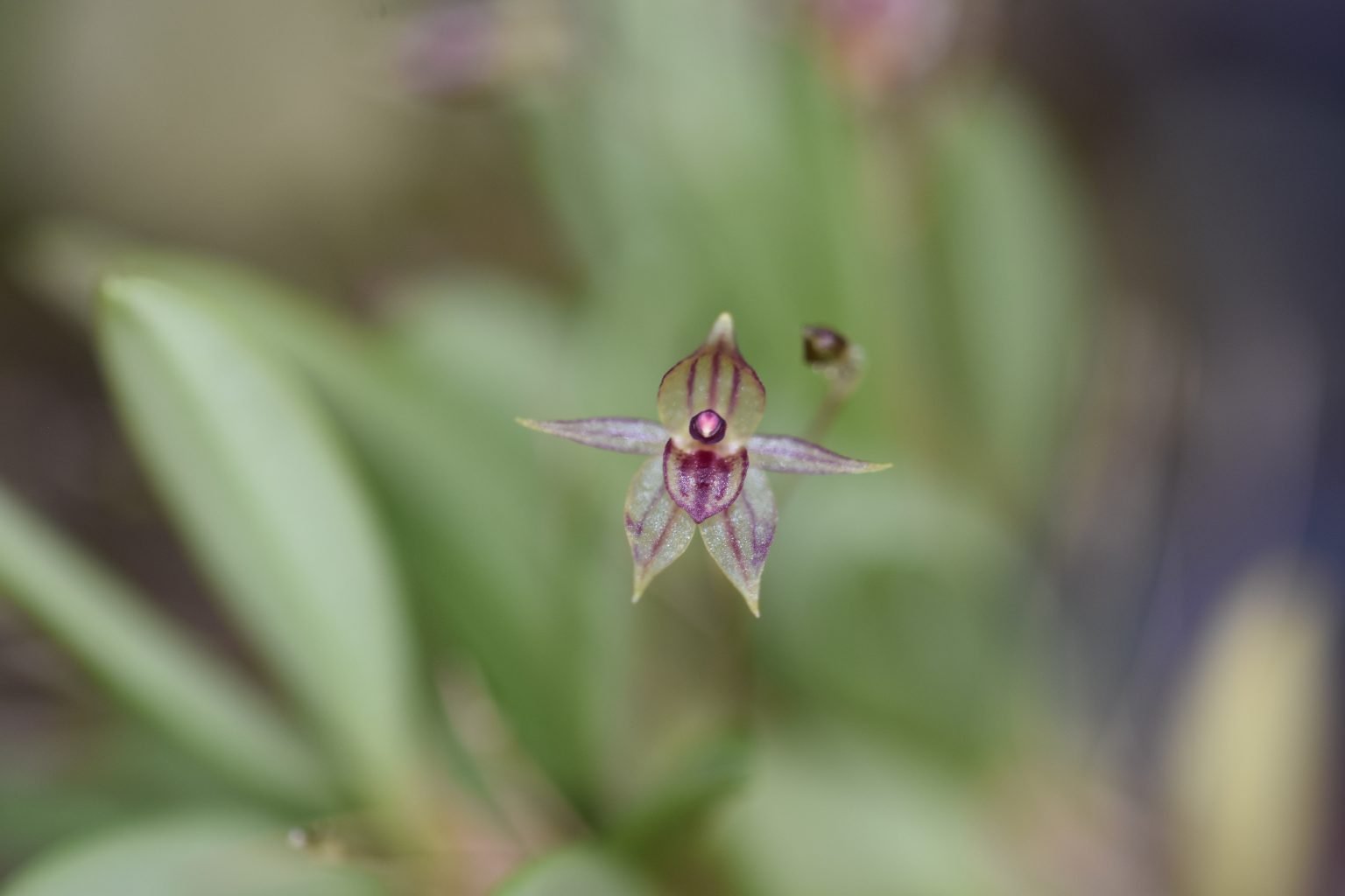 Andinia dalstroemii equaflor a