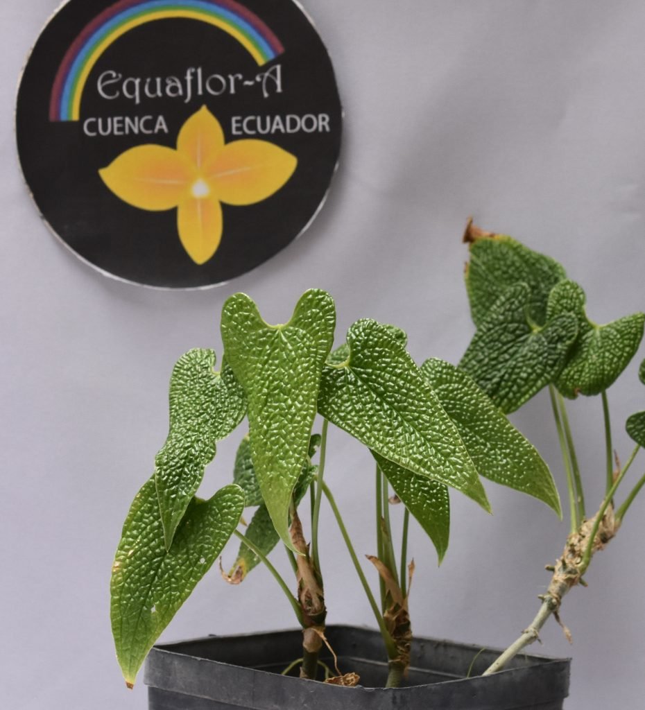 Anthurium corrugatum – Equaflor-A