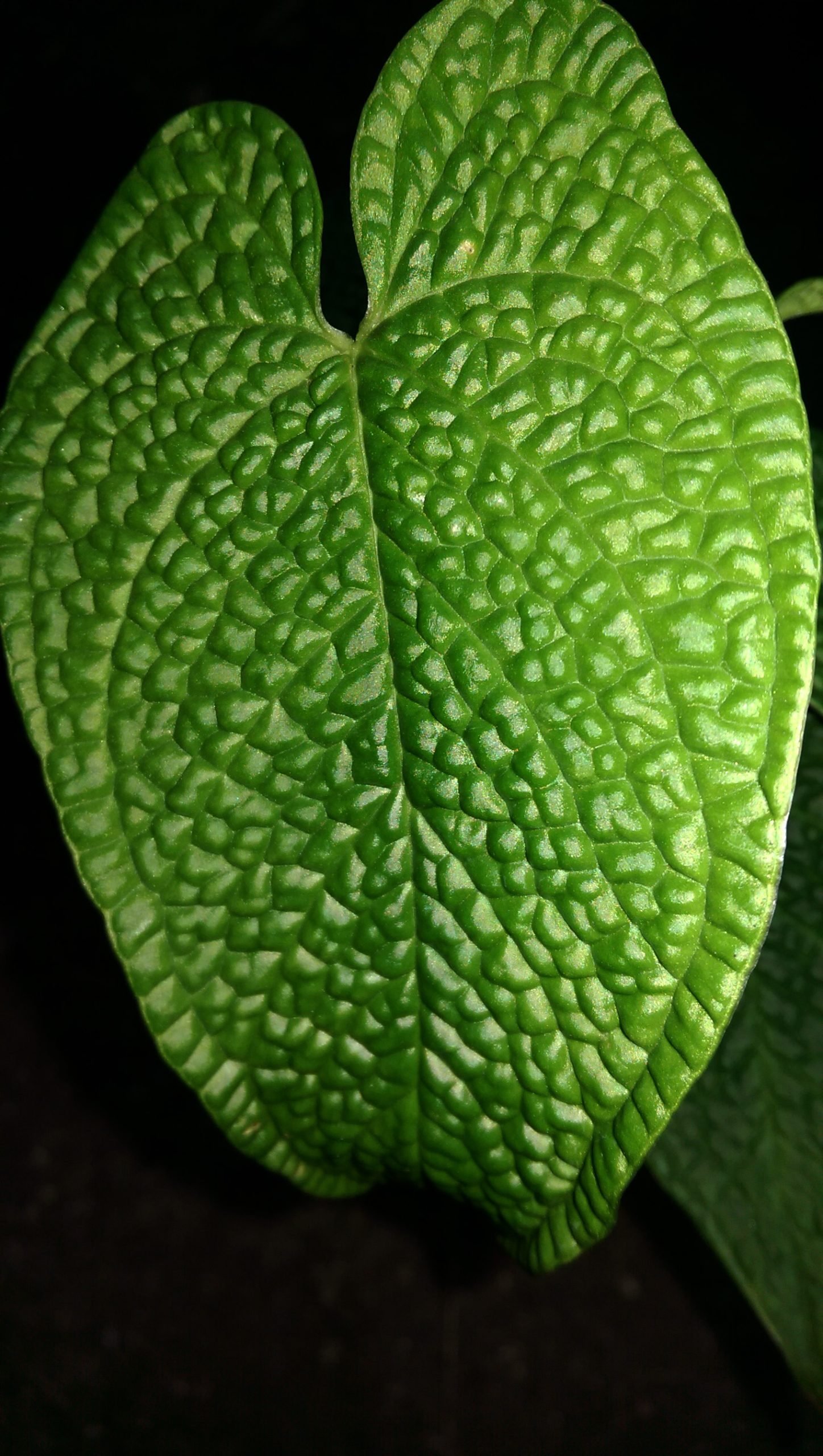 Anthurium corrugatum – Equaflor-A