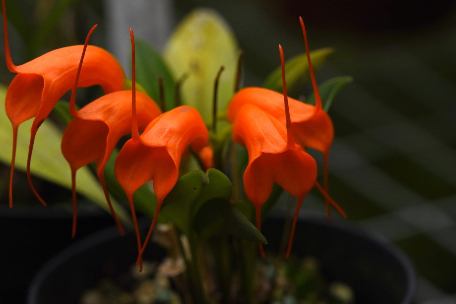 masdevallia-hirtzii-equaflor-a