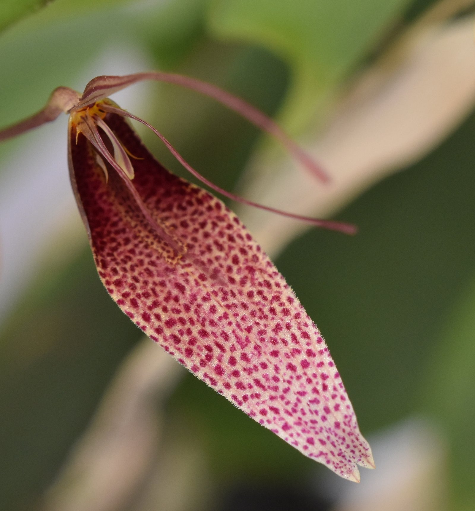 restrepia-elegans-equaflor-a