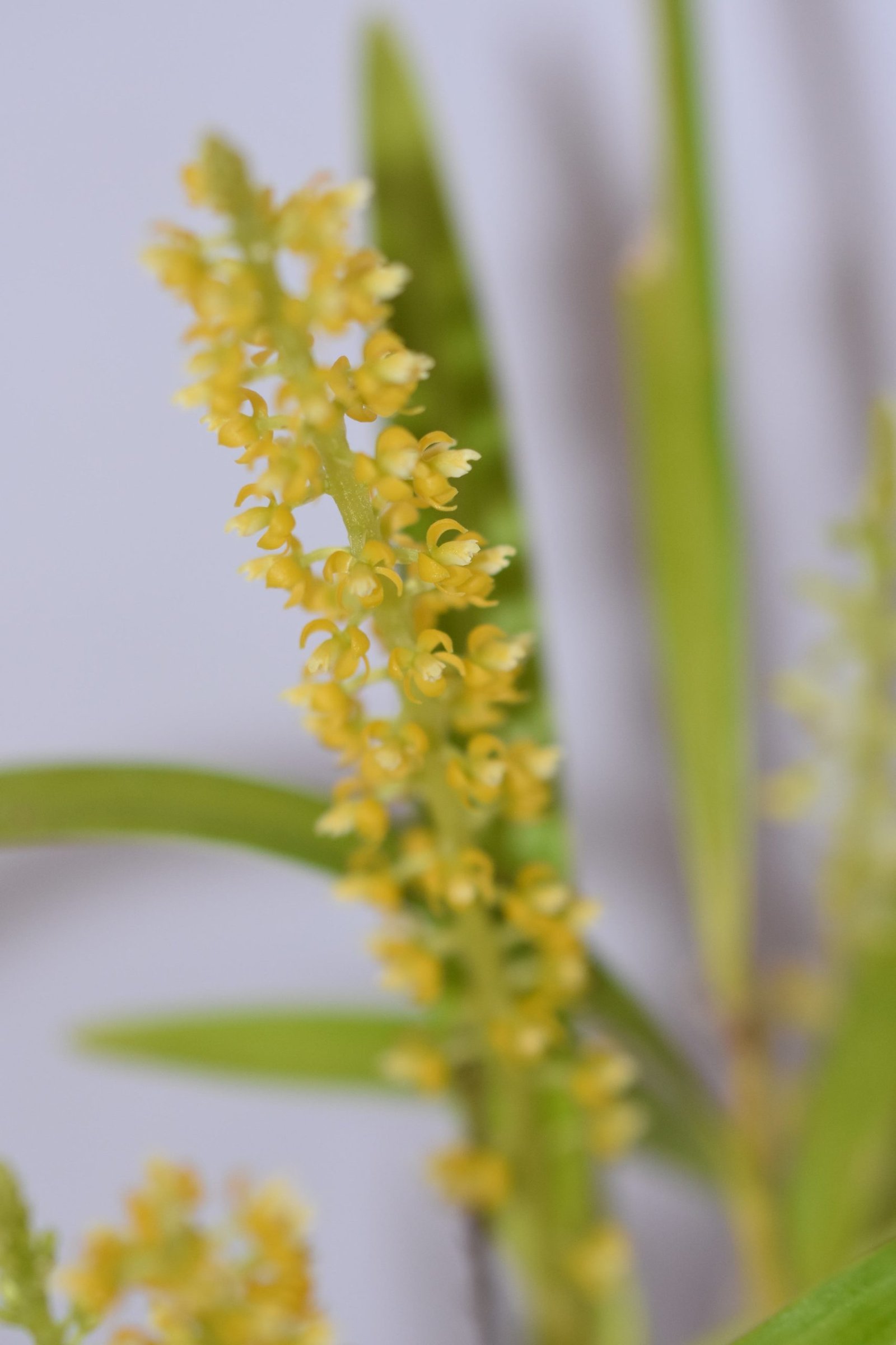 epidendrum-macrum-equaflor-a