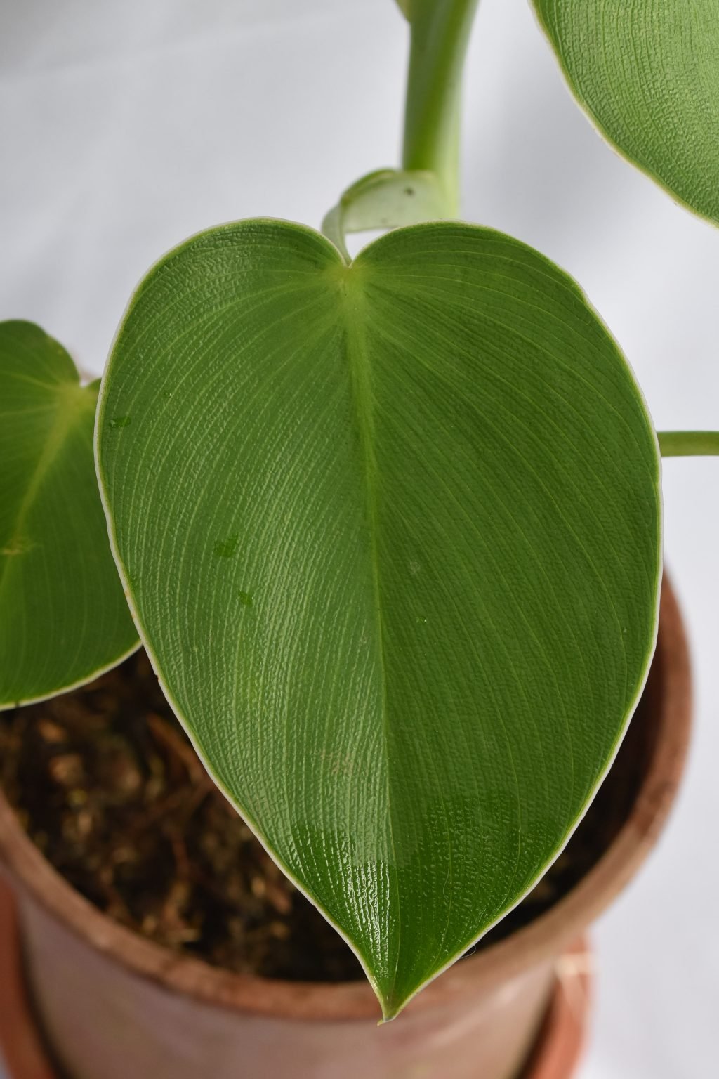 Philodendron rugosum equaflor a