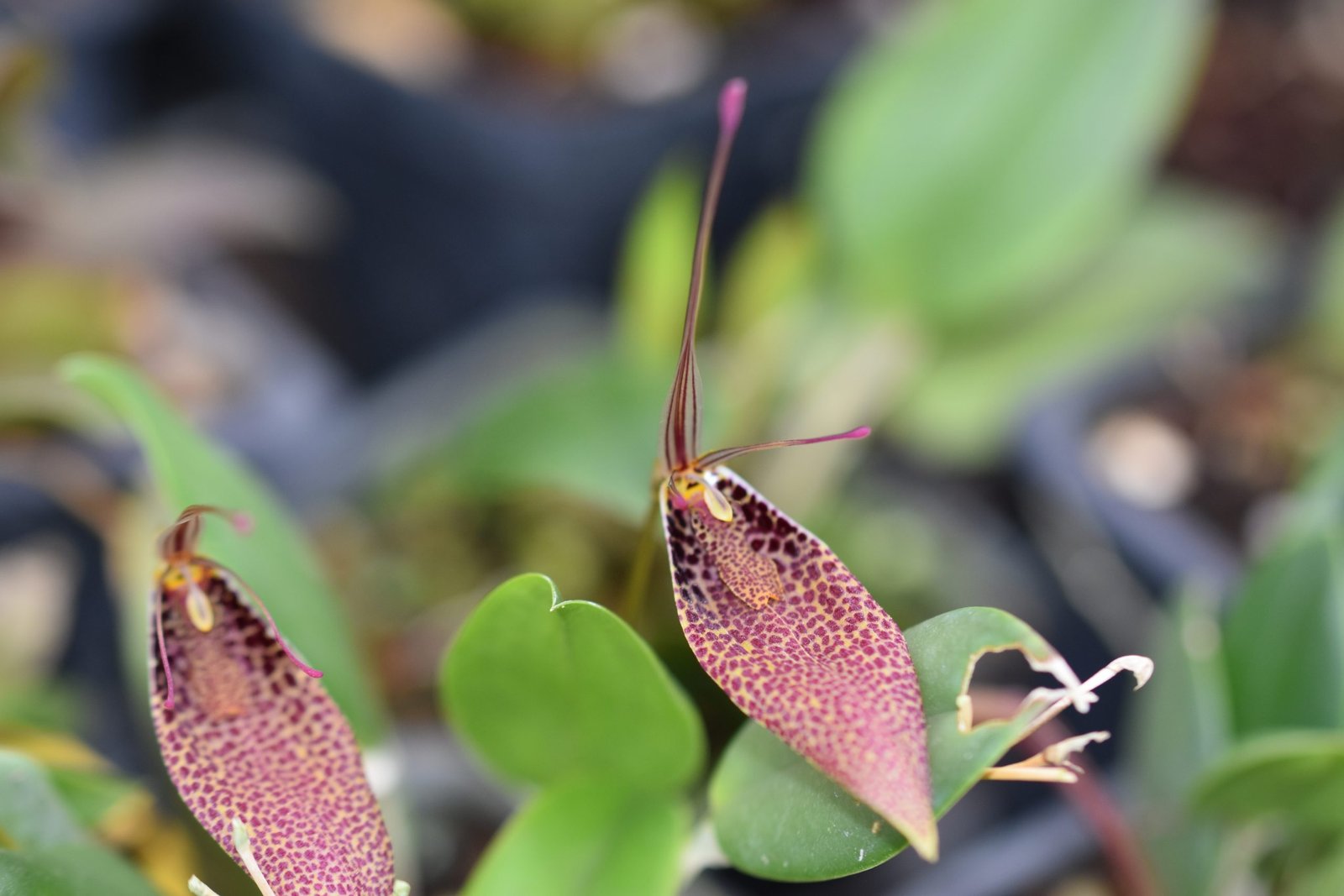 philodendron-verrucosum-equaflor-a